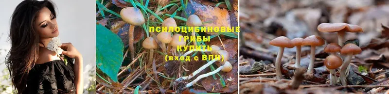 Галлюциногенные грибы Cubensis  Зерноград 